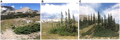 Seedling Survival at Timberline Is Critical to Conifer Mountain Forest Elevation and Extent